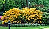 Der Rhododendronpark