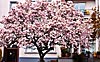 Magnolie am Osterdeich